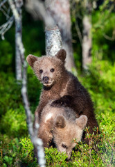 Obraz premium Brown Bear Cubs playfully fighting, Scientific name: Ursus Arctos Arctos. Summer green forest background. Natural habitat.