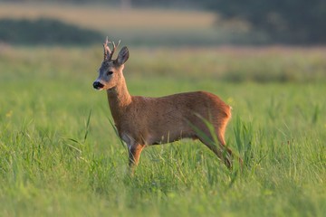 Roebuck - buck (Capreolus capreolus) Roe deer - goat