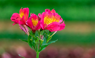 Pink Flower  Macro