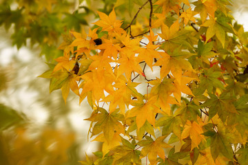 紅葉