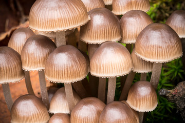 Group of small brown mushrooms; Mycena haematopus, commonly known as the bleeding fairy helmet, the burgundydrop bonnet, or the bleeding Mycena.