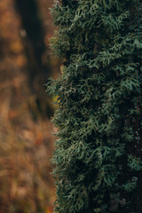 Lichen and moss on forest tree