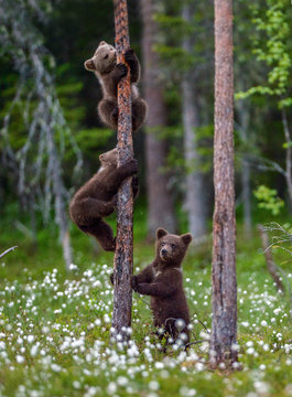 Fototapeta Brown bear cubs climbs a tree. Natural habitat. In Summer forest. Sceintific name: Ursus arctos.