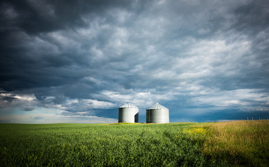 Field and  plant