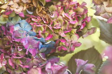 Hydrangea flowers blooming in the fall; beautiful blossoms with vibrant colors of purple, pink and blue