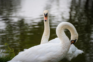 Obraz premium Spotted