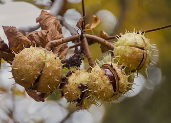 Frutos del  Aesculus hippocastanum