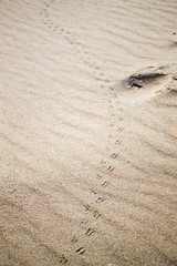 beach foot marks