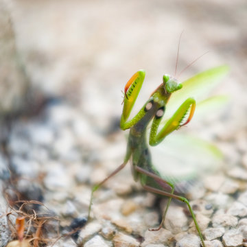 Close-up of a mantis, France