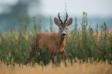 Roebuck - buck (Capreolus capreolus) Roe deer - goat