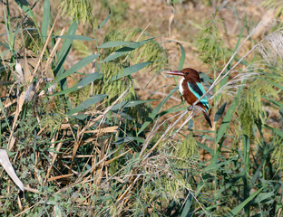 White-throated Kingfisher Perched in reeds