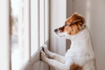 Rolgordijnen schattige kleine hond die op twee benen staat en wegkijkt bij het raam, zoekend of wachtend op zijn baasje. Huisdieren binnen © Eva