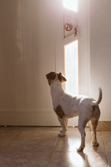 cute small dog standing by the door searching or waiting for his owner. Pets indoors. Daytime