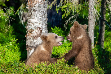 Fototapeta premium Brown Bear Cubs playfully fighting, Scientific name: Ursus Arctos Arctos. Summer green forest background. Natural habitat.