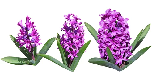 Crédence en verre imprimé Jacinthe Fleurs de jacinthes violettes
