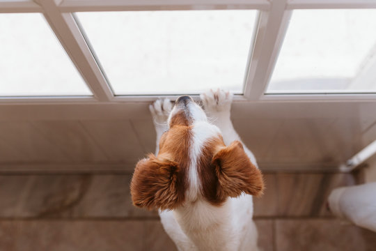 cute small dog standing on two legs and looking away by the window searching or waiting for his owner. Pets indoors