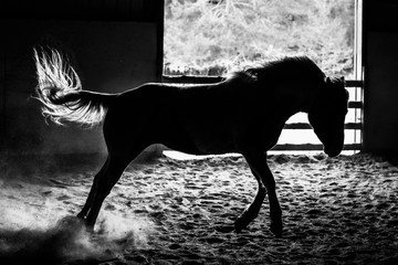 horse in silhouette