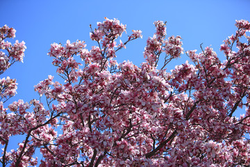 Magnolia Blooming