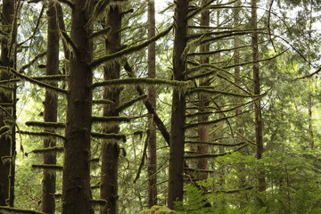 Mossy Tree of Vancouver