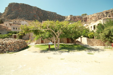 Ancient tree in Greece 