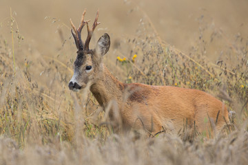 Roebuck - buck (Capreolus capreolus) Roe deer - goat