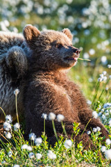 Close up portrait of bear-cub. Brown bear cub in the summer forest among white flowers. Scientific name: Ursus arctos. Natural Green Background. Natural habitat. © Uryadnikov Sergey