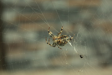 The Spiders Web