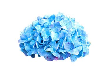 purple flower isolated on white background