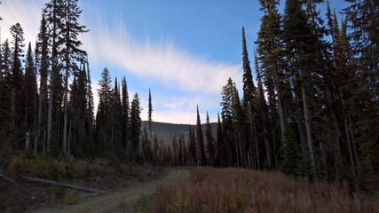 Beautify forested sky