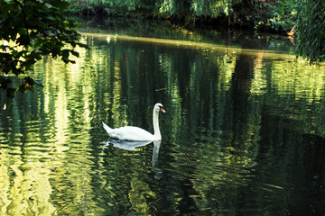 swimming swan animal in park outdoor environment on water surface