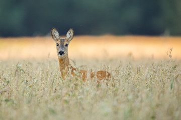 Roebuck - buck (Capreolus capreolus) Roe deer - goat