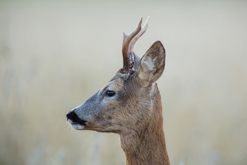 Roebuck - buck (Capreolus capreolus) Roe deer - goat