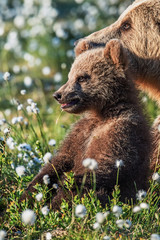 Obraz premium Brown bear cub and she-bear in the summer forest, among white flowers. Closeup portrait. Scientific name: Ursus arctos. Natural Summer Green Background. Natural habitat.
