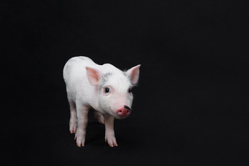 Funny piglet with on black background. Symbol of new year 2019. Cute mini pig