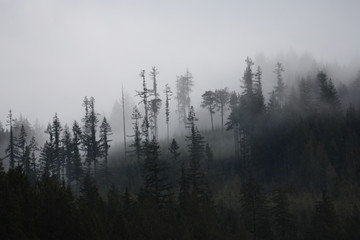 Foggy forest