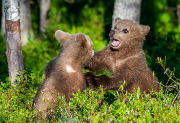 Brown Bear Cubs playfully fighting, Scientific name: Ursus Arctos Arctos. Summer green forest background. Natural habitat.