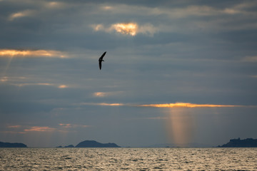 flying in twilight