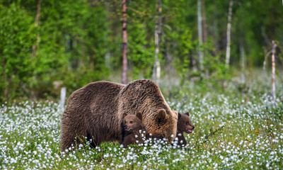 She-bear and bear cubs in the summer forest on the bog among white flowers. Natural Habitat. Brown bear, scientific name: Ursus arctos. Summer season.