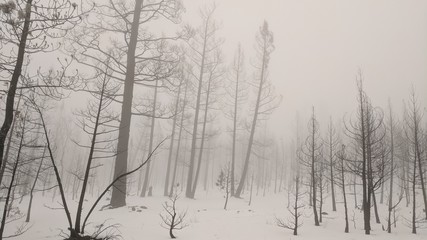 forest in fog
