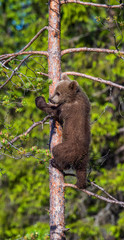 Brown bear cub climbs a tree. Natural habitat. In Summer forest. Sceintific name: Ursus arctos.