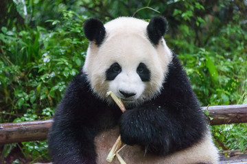 Obraz na płótnie Canvas Giant Panda eating
