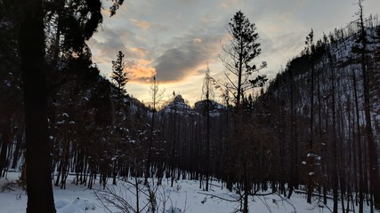 Morning sky in the woods