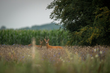 Roebuck - buck (Capreolus capreolus) Roe deer - goat © szczepank
