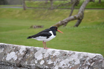 oystercatcher bird in a wall of Scone Palace Park