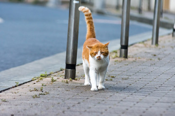 街猫　野良猫