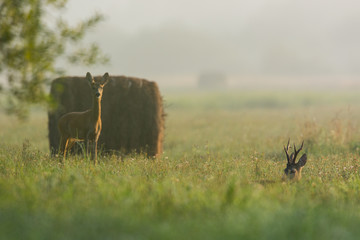 Roebuck - buck (Capreolus capreolus) Roe deer - goat © szczepank