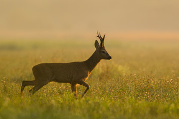 Roebuck - buck (Capreolus capreolus) Roe deer - goat