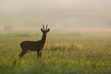 Roebuck - buck (Capreolus capreolus) Roe deer - goat © szczepank
