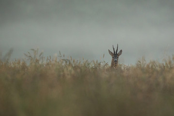 Roebuck - buck (Capreolus capreolus) Roe deer - goat © szczepank