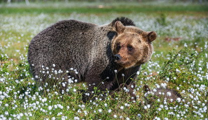 Obraz na płótnie Canvas She-bear in the summer forest on the bog among white flowers. Natural Habitat. Brown bear, scientific name: Ursus arctos. Summer season.